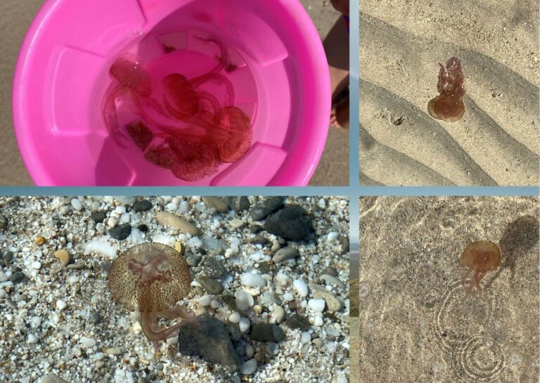 Feuerquallen auf Sardinien: Quallengefahr im Sommer