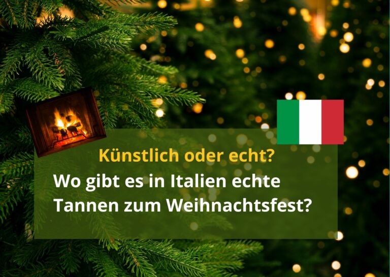 Echte Weihnachtsbäume in Italien