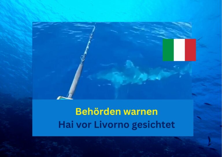 Warnung an Touristen: Hai vor Livorno gesichtet