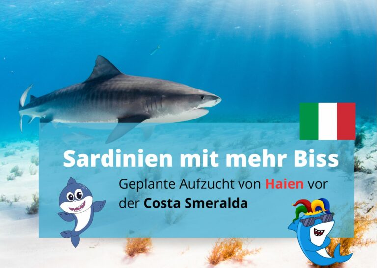 Aufzuchtstation geplant: Haie vor der Costa Smeralda